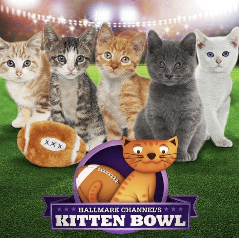 Kitten Bowl