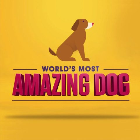 Amazing Dog